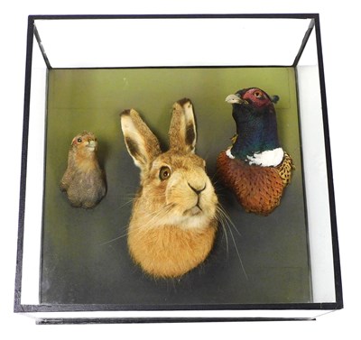 Lot 2 - Taxidermy by Rowland Ward Limited, comprising...