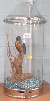 Lot 3015 - A taxidermy kingfisher, 26cm high, in a later...