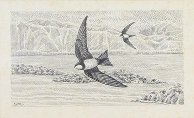 Lot 273 - Stephen Meisage. Alpine swift, pen and ink,...