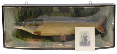 Lot 11 - Taxidermy. Pike, 21lbs 6.5oz, in a...