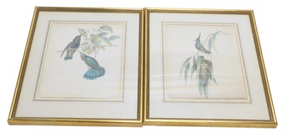 Lot 286 - 19thC School. Study of birds, watercolour,...