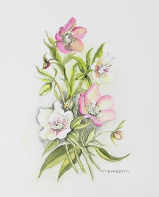 Lot 206 - Edna Irene Sangster (20thC). Helleborus,...