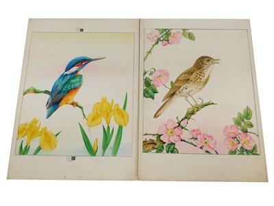 Lot 274 - E.F.D. Kingfisher and Irises, Song Thrush and...
