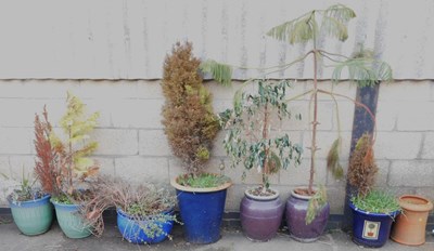 Lot 500 - Assorted stoneware flower pots, one containing...