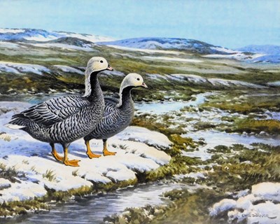 Lot 369 - Carl Donner. Emperor Goose, watercolour,...