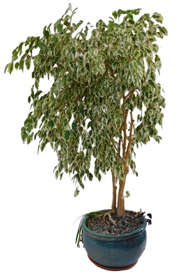 Lot 581 - A ficus benjamina or weeping willow, in a...