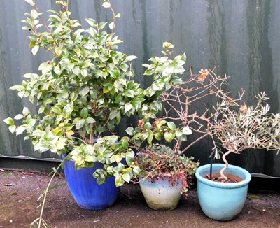 Lot 583 - Three ceramic garden plant pots, the largest...