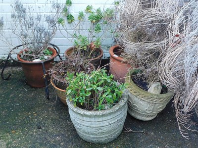 Lot 1081 - Garden planters, some with contents, and a...
