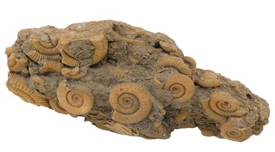 Lot 137 - A group of fossilised ammonites, within stone,...