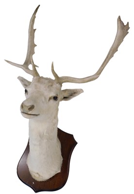 Lot 578 - A taxidermied stag's head, with shield mount,...