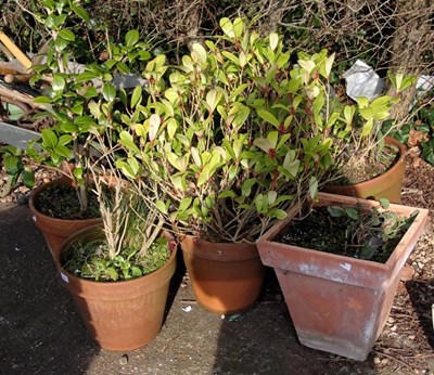 Lot 1653 - Five terracotta plant pots, containing laurel...