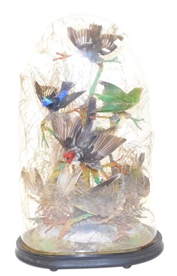 Lot 357 - Taxidermy. A montage of seven exotic birds,...