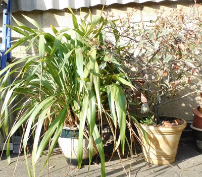 Lot 1015 - Two plant pots, containing plants, one drip...