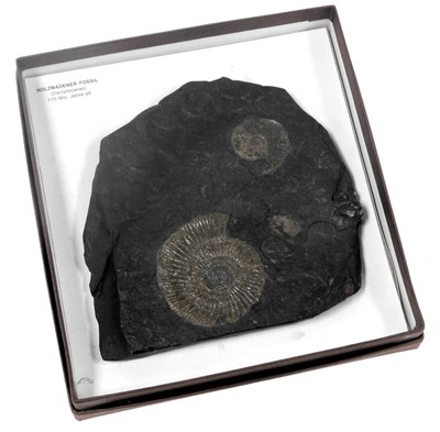Lot 653 - A Holzmadener fossil dactylioceras, boxed.