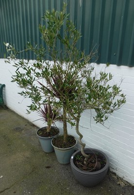 Lot 1135 - Three planters, one with olive tree, and two...
