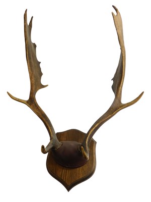 Lot 906 - A pair of deer antlers, on oak shield mount,...