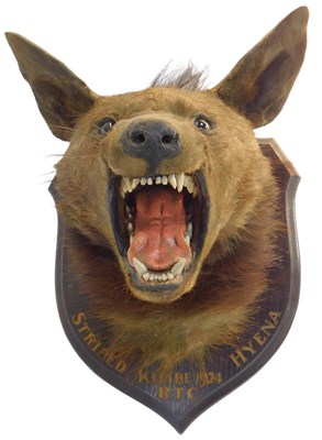 Lot 9 - A taxidermy striped hyena head, mounted on an...