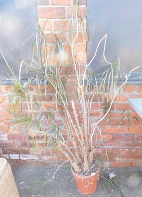 Lot 1039 - A dragon tree, in a plastic pot.
