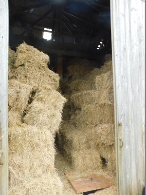 Lot 1H - Hay bales, approx 75. VIEWING: Off-site by...