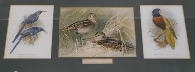 Lot 810 - After Gronveld. Prince of black throated...