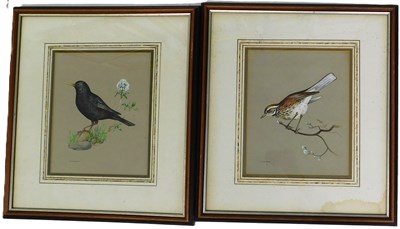 Lot 217 - EASTOR (20thC). Turdus Merula, Turdus Illacus,...