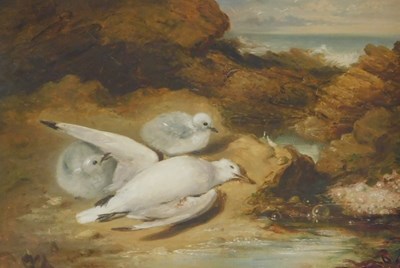 Lot 258 - Samuel Edmonston (19thC). Seagulls, oil on...