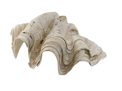 Lot 167 - A large clamshell, 53cm wide.
