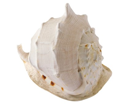 Lot 169 - A large conch type shell, 28cm wide.