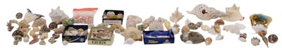 Lot 206 - A quantity of exotic shells, various types,...