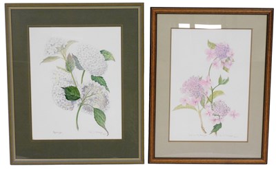 Lot 349 - Jean Sharpe (early 21stC). Lace-Cap Hydrangea,...