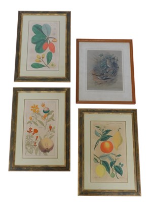 Lot 154 - Three botanical book plates, comprising Citrus,...