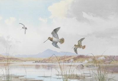 Lot 143 - John Cyril Harrison (1898-1985). Snipe over...