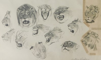 Lot 181 - Jonathan Kingdon (b.1937). Tiger study, pencil...