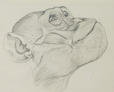 Lot 185 - Jonathan Kingdon (b.1937). Chimpanzee head,...