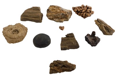 Lot 137 - A group of fossils, comprising fossilised...