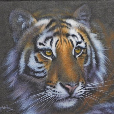 Lot 357 - Christina Schulte (20thC). Tiger, oil on board,...