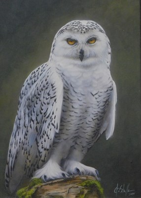 Lot 359 - Christina Schulte (20thC). Owl, oil on board,...