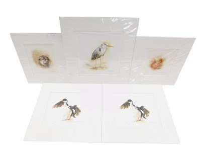 Lot 412 - Mandy Shepherd. Squirrel, artist signed...