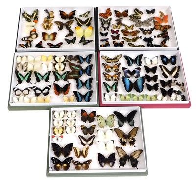 Lot 10 - Entomology. Assorted butterfly and moth...