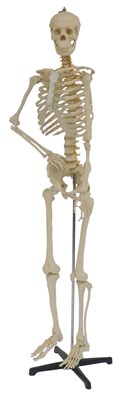 Lot 530 - A life size medical skeleton, mounted on an X...