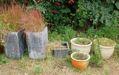 Lot 295 - A group of garden plant pots, to include a...