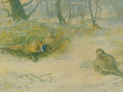 Lot 1005 - After Archibald Thorburn. Pheasants, coloured...