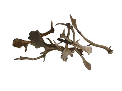 Lot 1080 - A quantity of unmounted deer antlers. (AF)