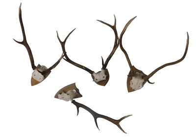 Lot 1081 - Three pairs of shield mounted deer...