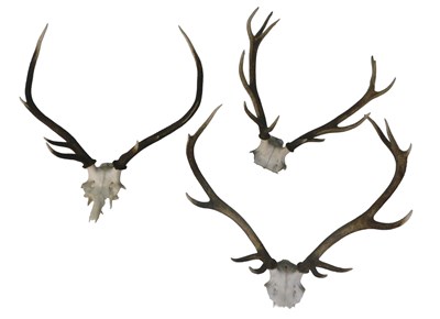 Lot 1082 - Three pairs of unmounted deer antlers, with...