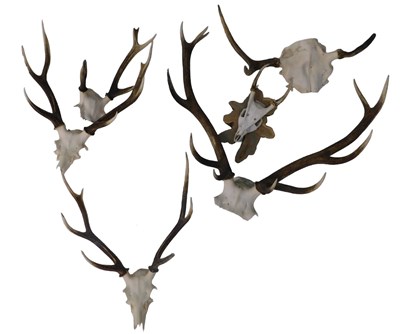 Lot 1084 - Five various sets of unmounted deer...