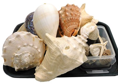 Lot 386 - Assorted seashells, ammonites, starfish, etc.