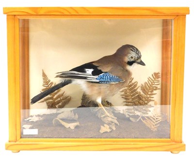 Lot 473 - Taxidermy. A Jay, in a naturalistic setting,...
