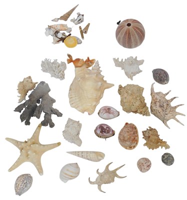 Lot 174 - Various shells, to include a conch, sea urchin,...