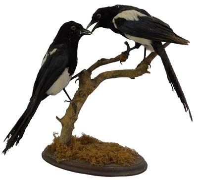 Lot 619 - Taxidermy. Two magpies, modelled on a branch,...